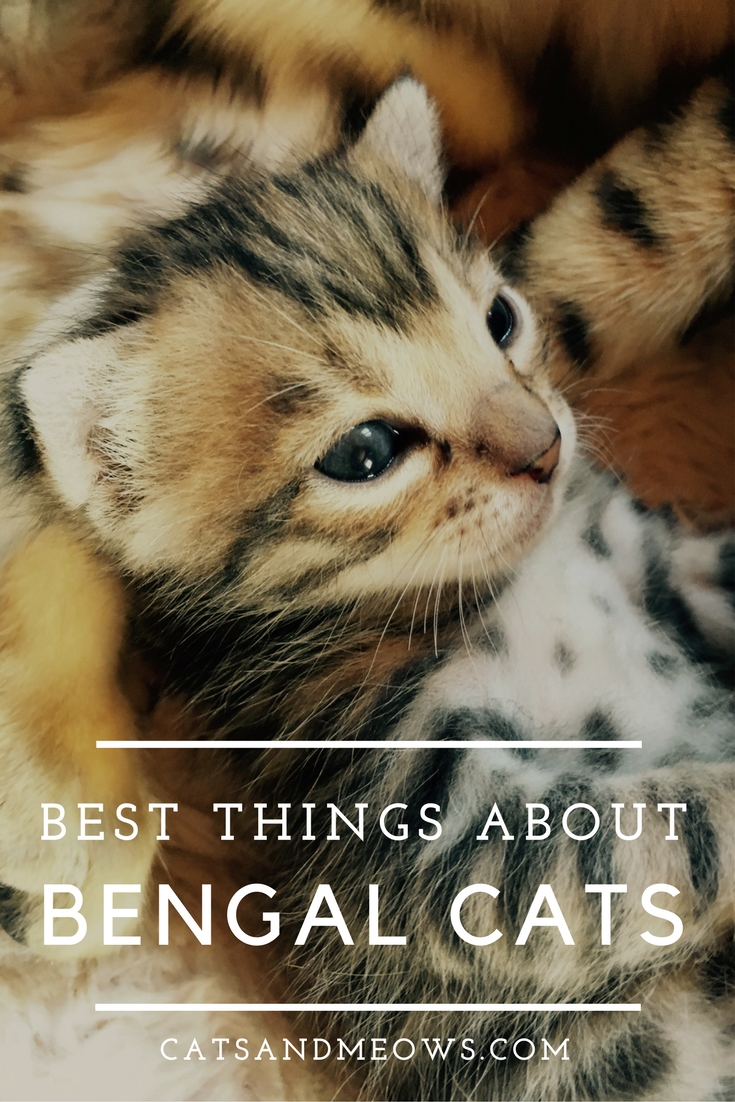 Best Things About Bengal Cats