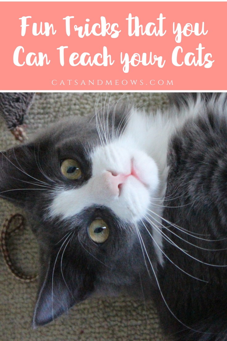 Fun Tricks that you Can Teach your Cats
