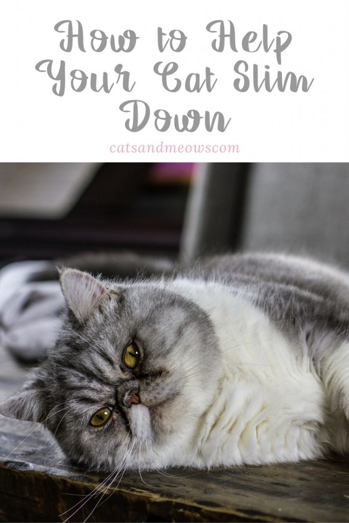How to Help your Cat Slim Down