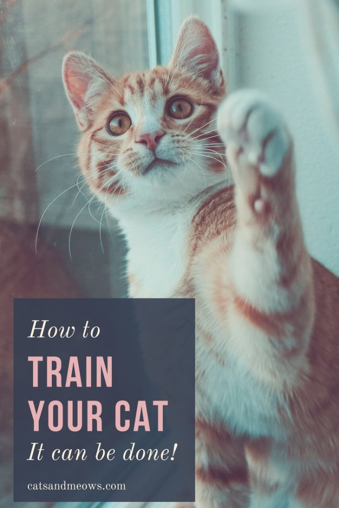 How to Train Your Cat (It Can be Done!)