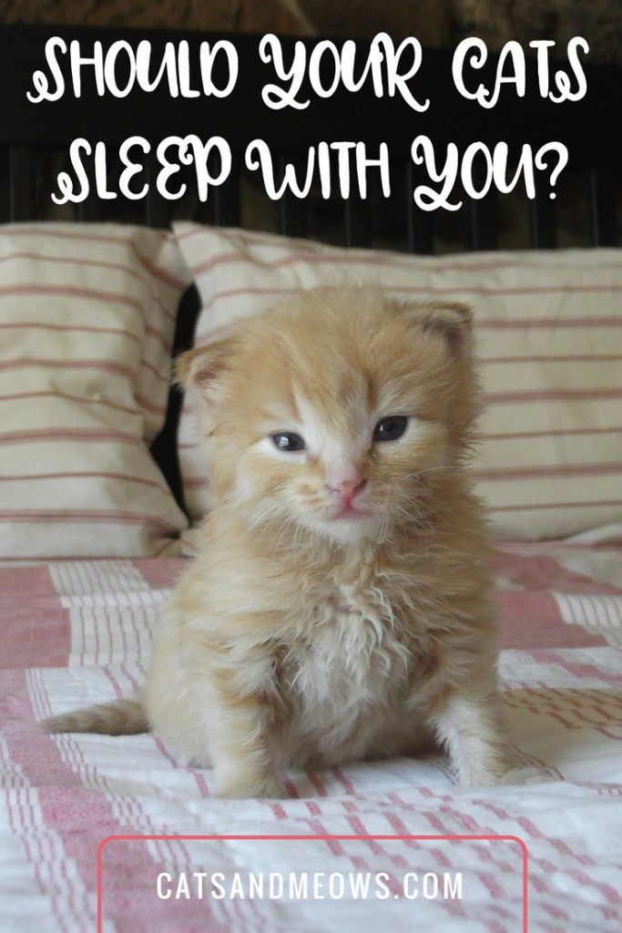Should Your Cats Sleep With you