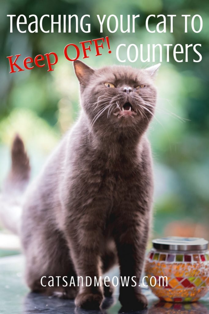 Teaching your Cat to Keep off Counters
