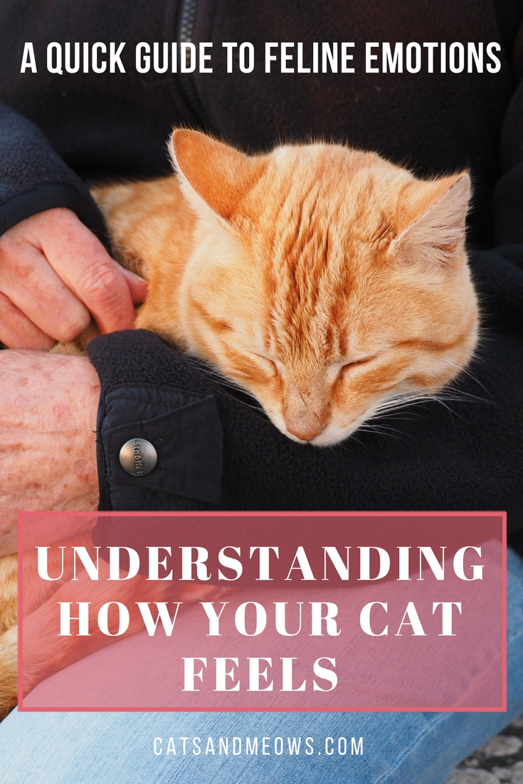 Understanding How Your Cat Feels: A Quick Guide To Feline Emotions