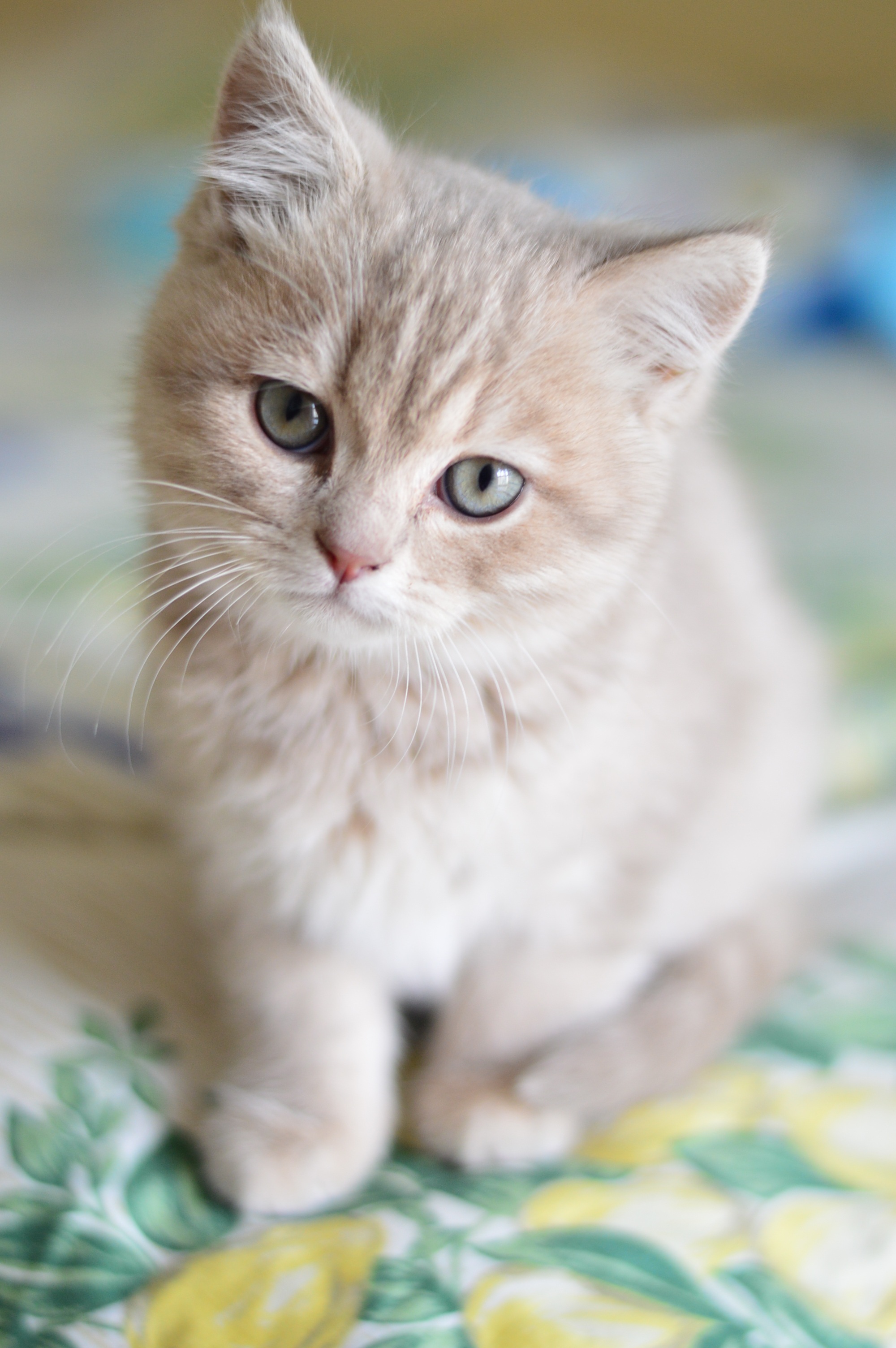 How to Choose Food for a Kitten How to Choose Food for a Kitten new picture How to Choose Food for a Kitten How to Choose Food for a Kitten new foto