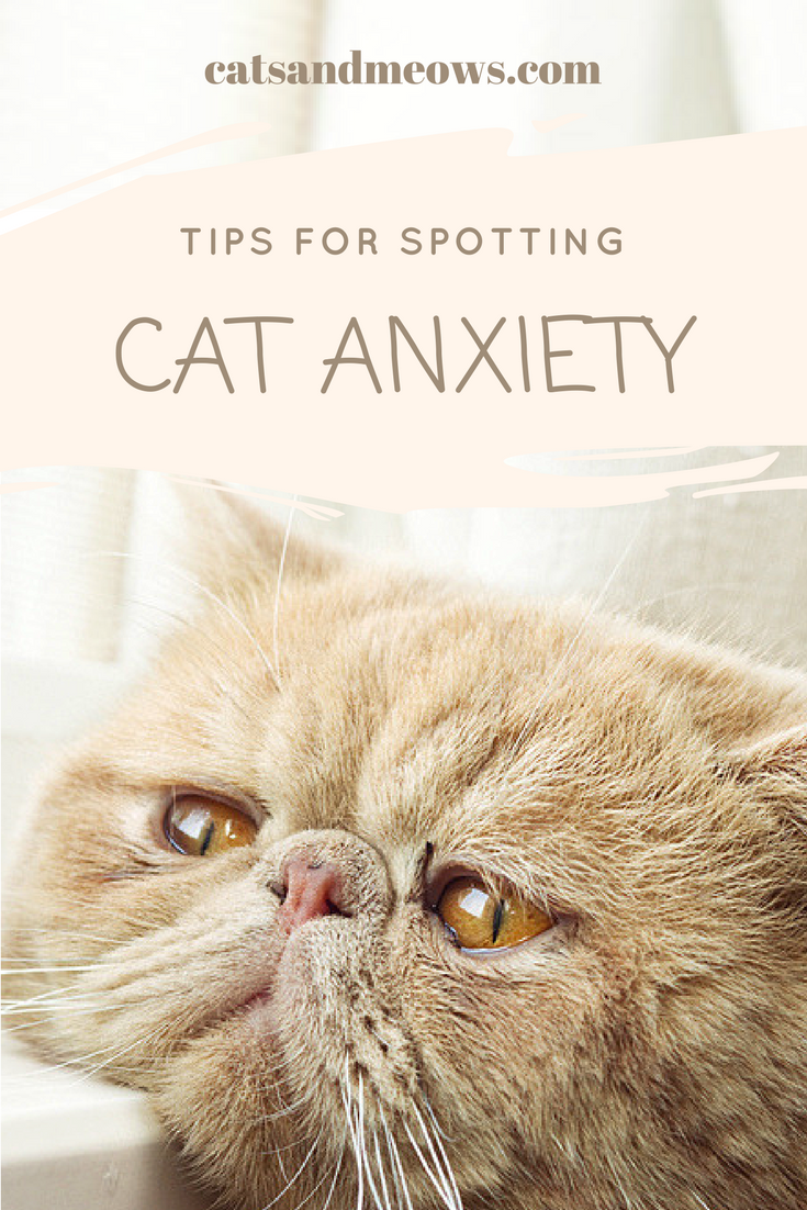 Tips for Spotting Feline Anxiety in Multiple Cat Households