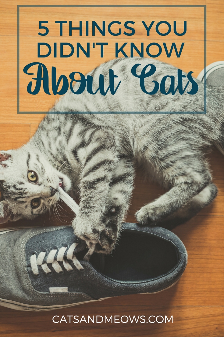 5 Things You Didn't Know About Cats