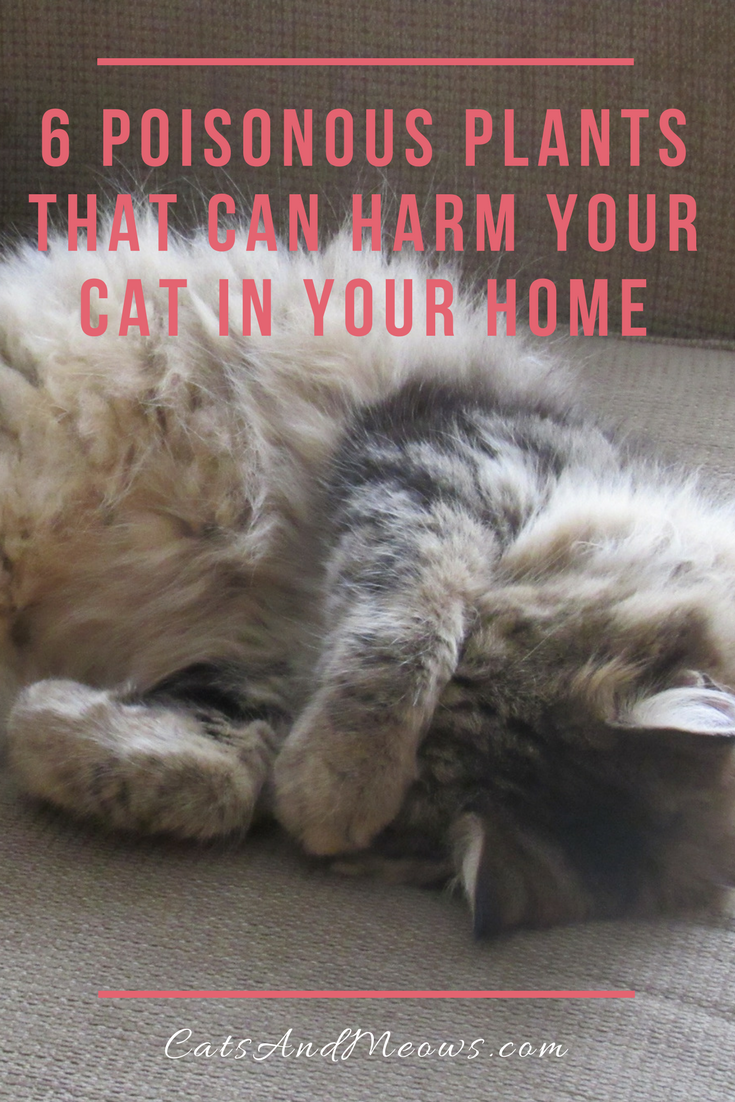 6 Poisonous Plants That Can Harm Your Cat In Your Home