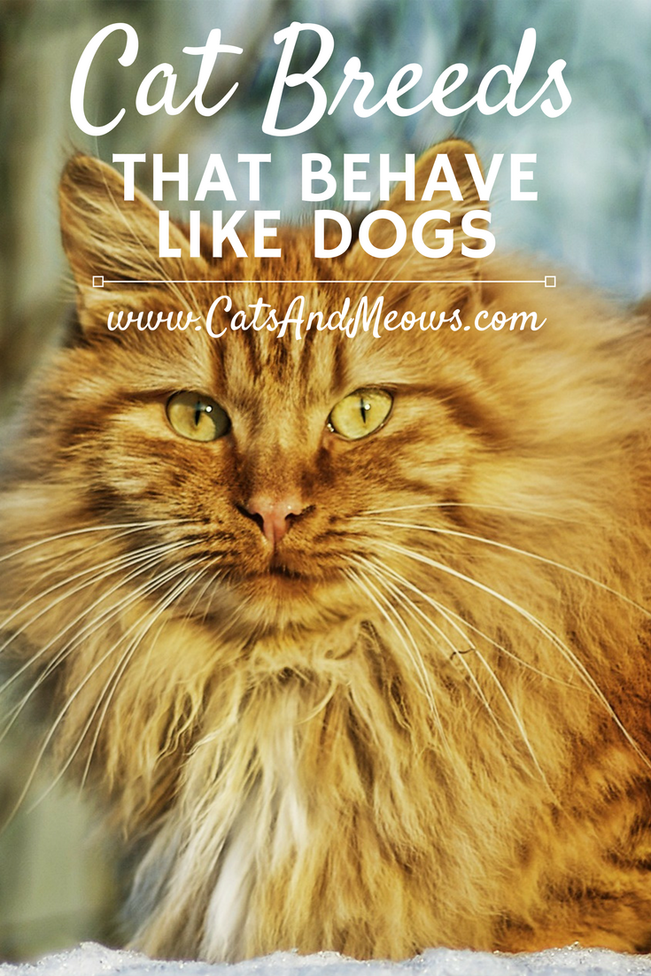 Cat Breeds That Behave Like Dogs