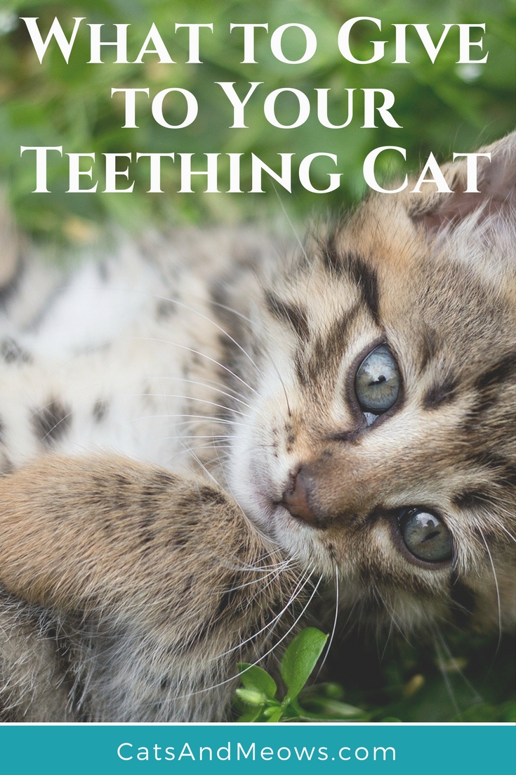My Cat is Teething, What Do I Give Him