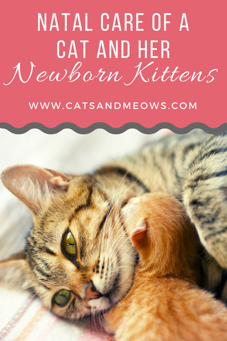Post-Natal Care of a Cat and Her Newborn Kittens