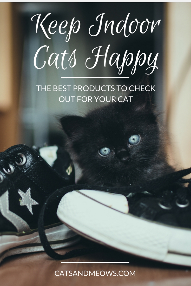 The Best Products to Keep Indoor Cats Happy