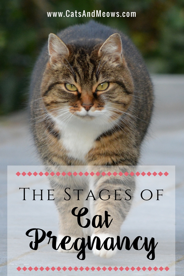 The Stages Of Cat Pregnancy Cats And Meows