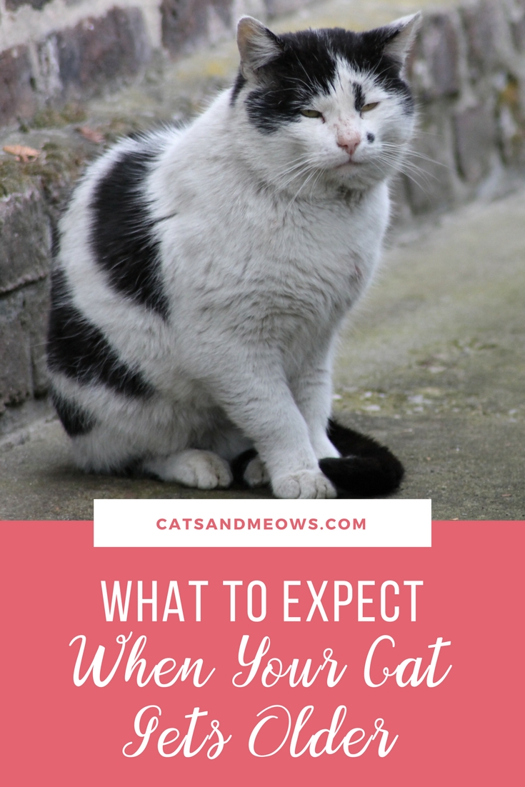 What To Expect When Your Cat Gets Older