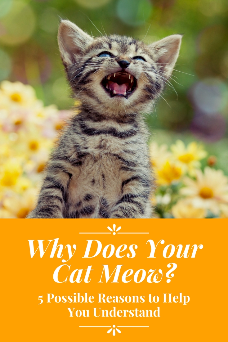Why Does Your Cat Meow? 5 Possible Reasons