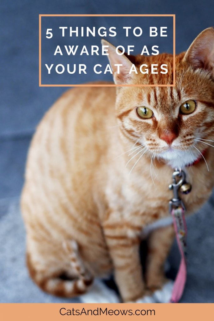 5 Things To Be Aware Of As Your Cat Ages
