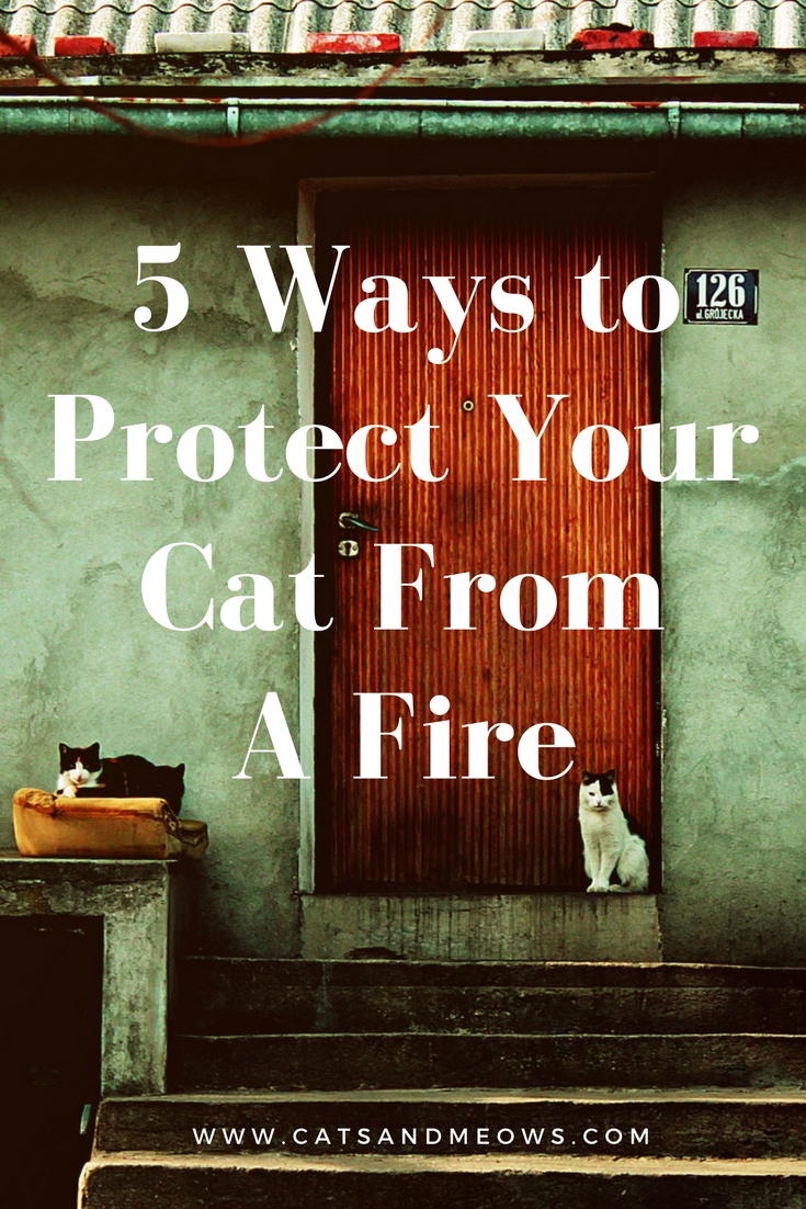 5 Ways to Protect Your Cat From A Fire