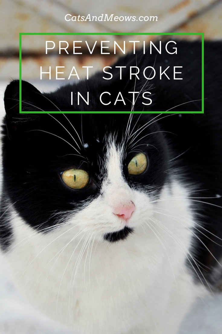 Our Tips For Preventing Heat Stroke In Cats Cats and Meows