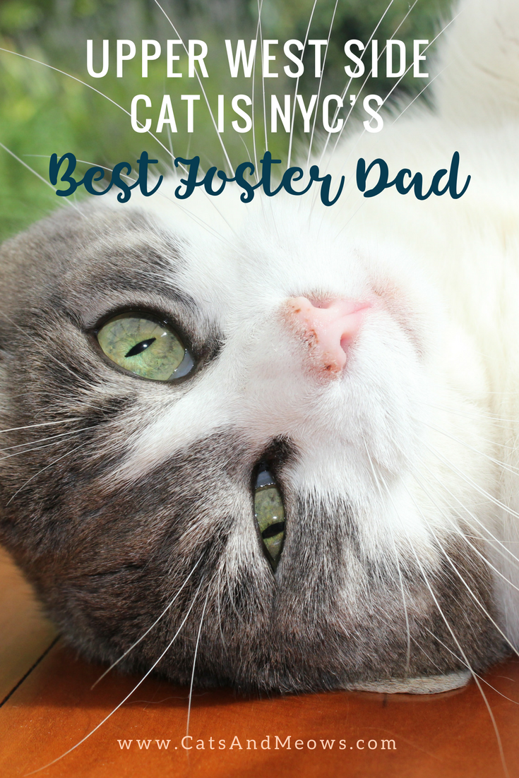 Upper West Side Cat is NYC’s BEST Foster Dad