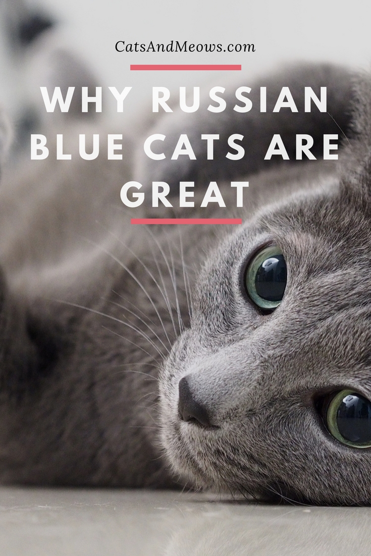 Why Russian Blue Cats Are Great