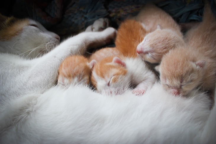 28150578 – mother cat with kittens sleeping
