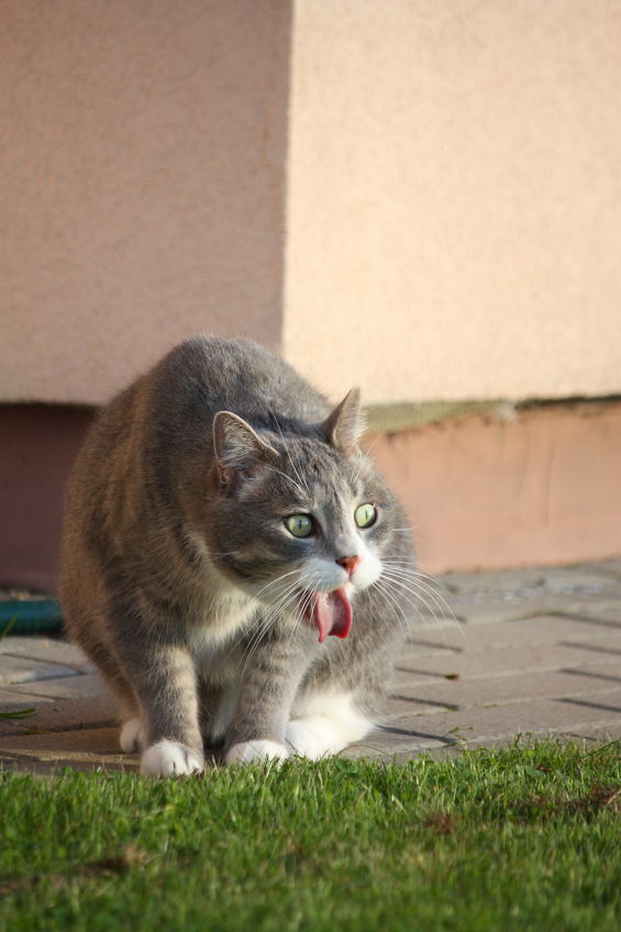 24890032 – gray cat spitting at the grass in the garden
