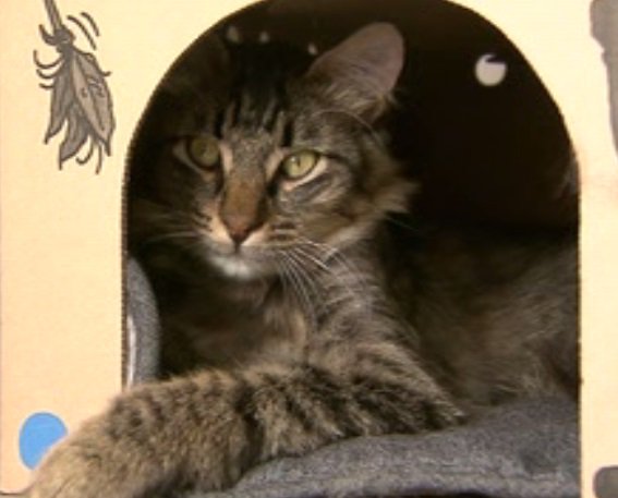 Adele Visits Vancouver Cat Caf Falls In Love with Catfe Adele Visits Vancouver Cat Caf Falls In Love with Catfe