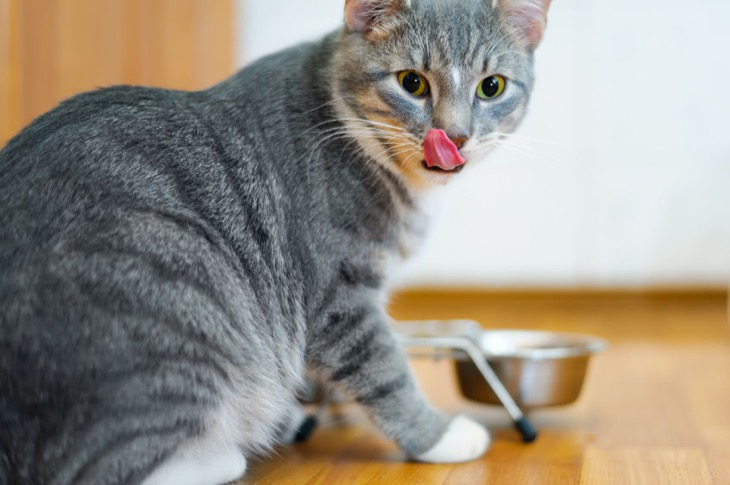 39328664 – young cat after eating food from a plate showing tongue