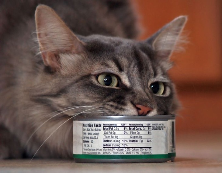 6997365 – my cat enjoying some real tuna in a can.