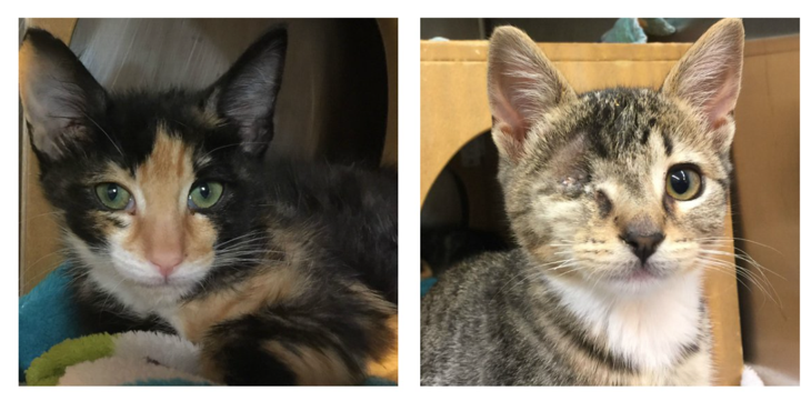 Cats-for-adoption
