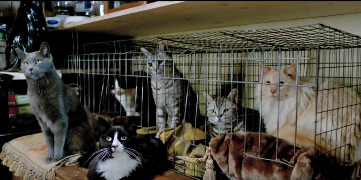 cats-and-meows-nine-lives-movie