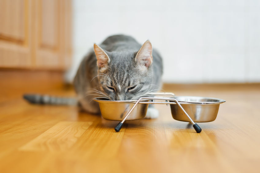 39328667 – young cat eating food from a plate