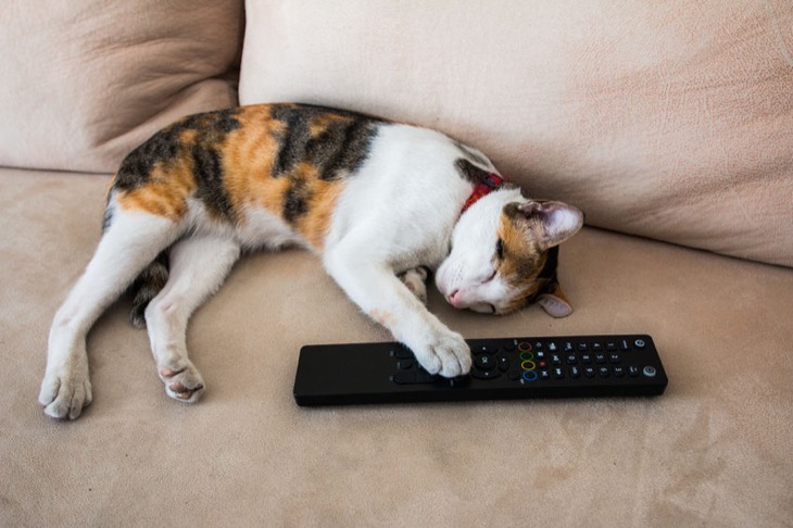 37649001 – sleeping cute cat holding remote in hand