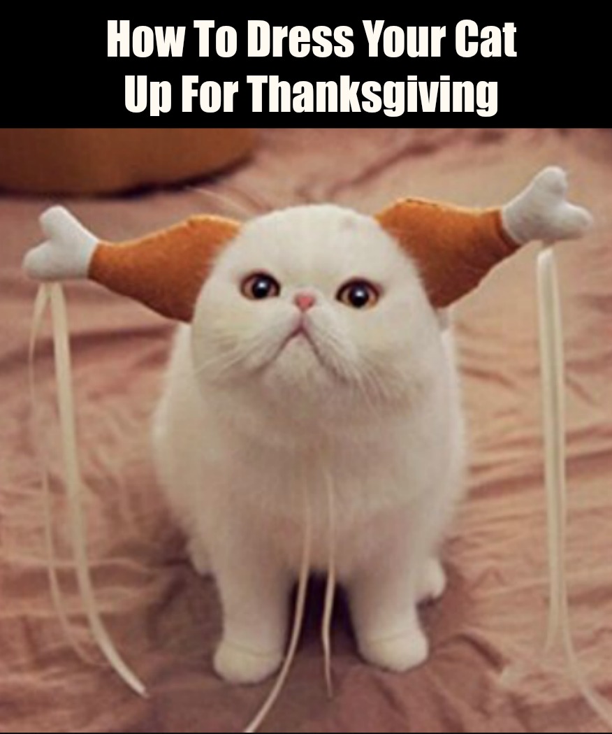 thangiving-costume-for-cats