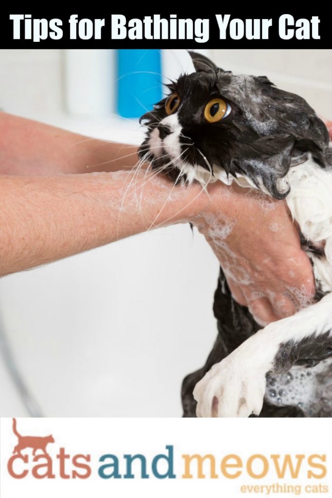 Cat Care Tips for Bathing Your Cat