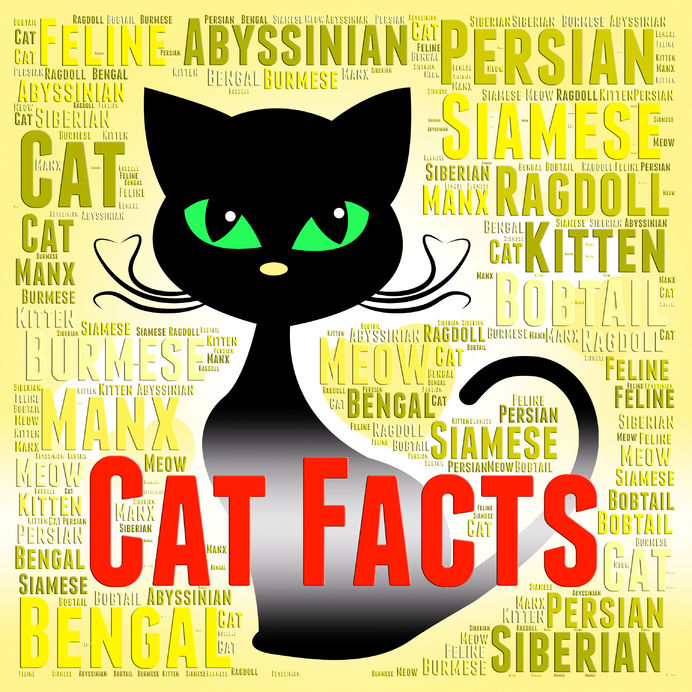 58609582 – cat facts meaning information pedigree and pet