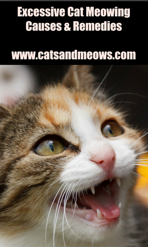 Cat-meowing-causes-remedies