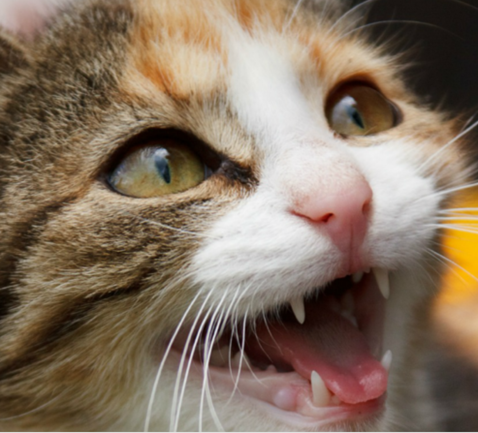 cat meowing after vet visit