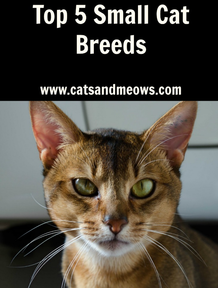 Top-5-small-cat-breeds