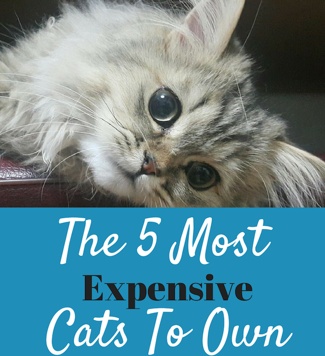 5-most-expensive-cats