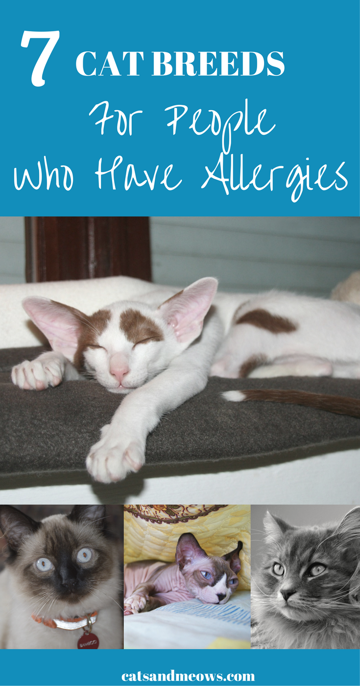 7-cat-breeds-for-people-with-allergies