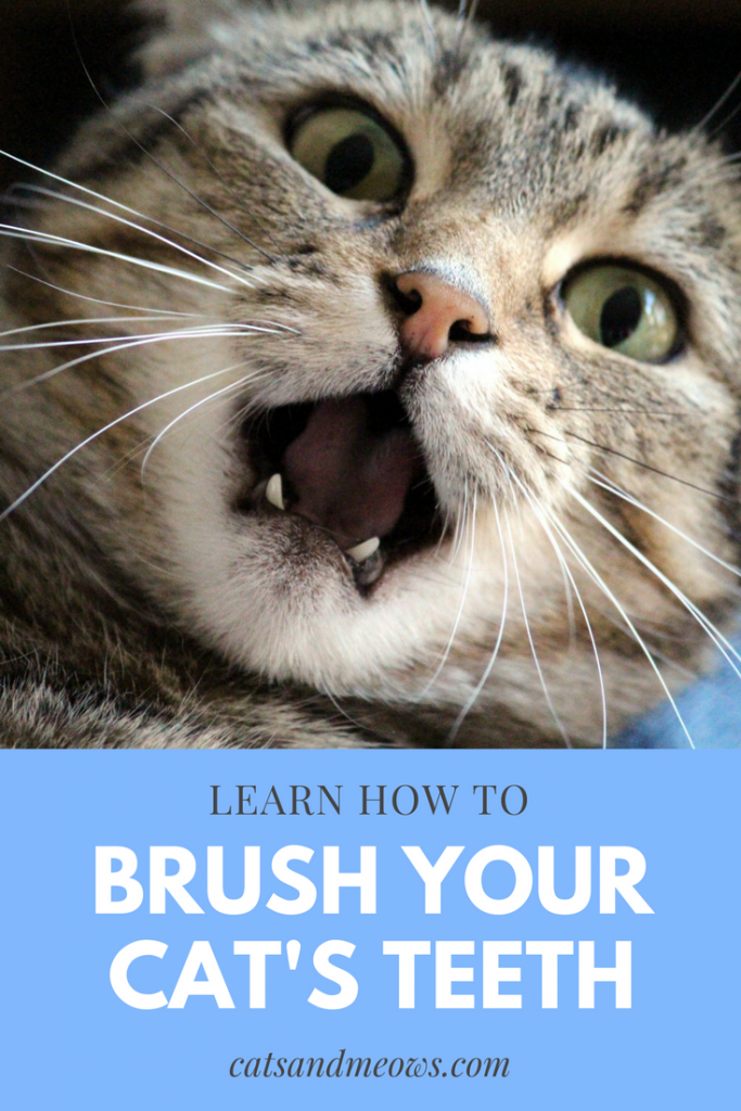 Learn How to Brush your Cat's Teeth Cats and Meows