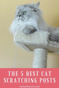 The 5 Best Cat Scratching Posts