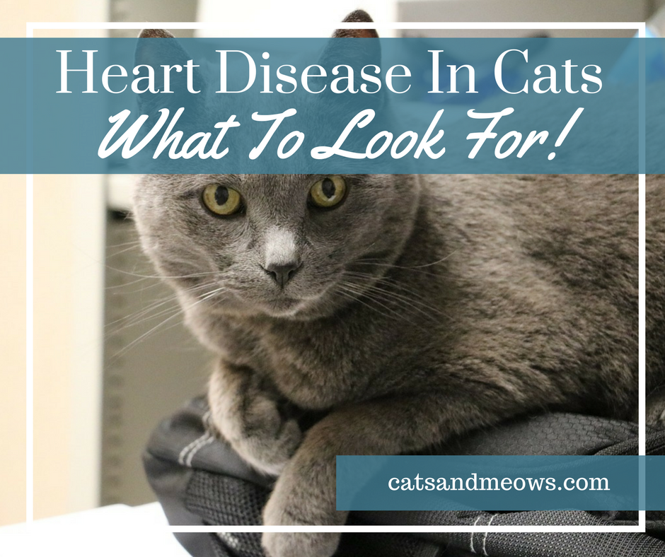 Cats-heart-disease