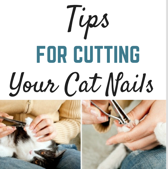 Cutting-cat-nails-tips