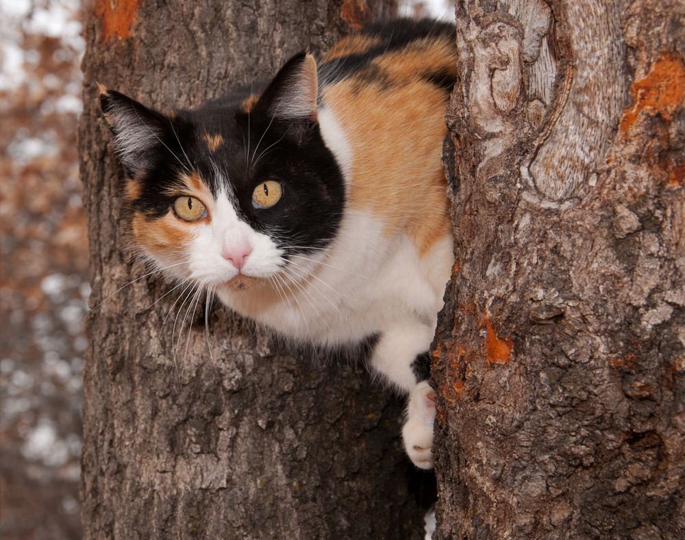 Beautiful calico cat peeking through two tree trunks