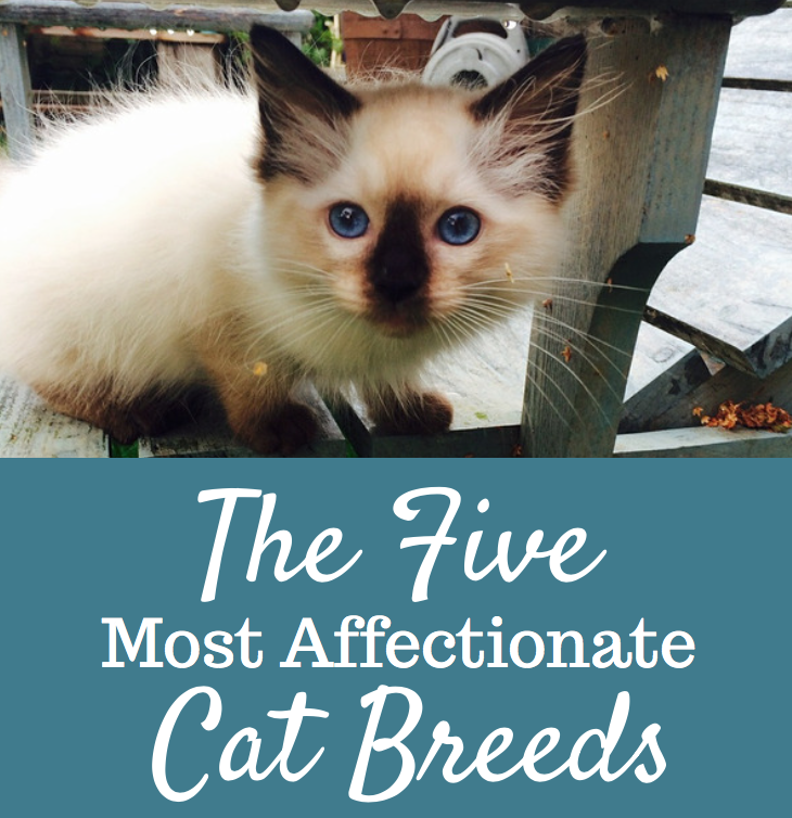 The 5 Most Affectionate Cat Breeds - Cats and Meows