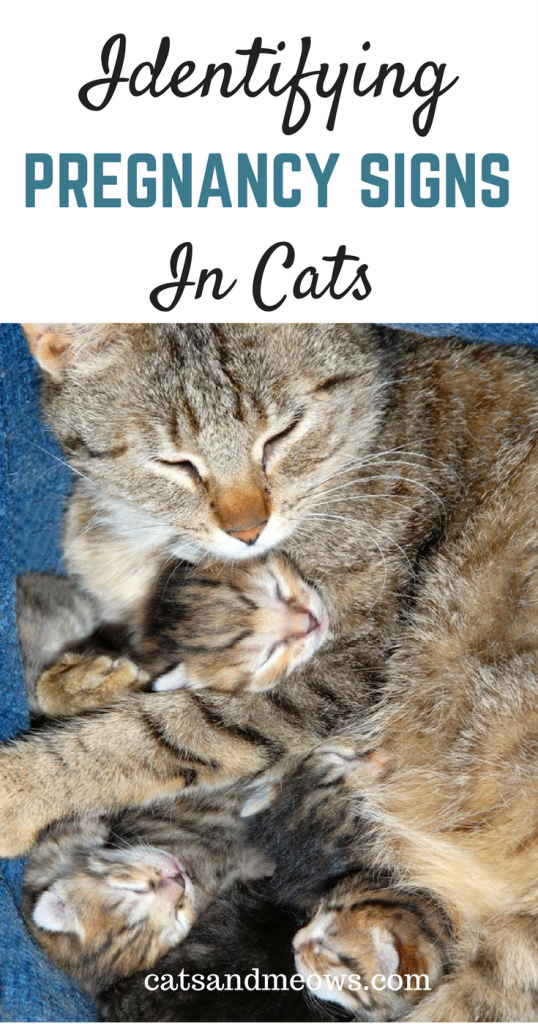 Early Signs Of Cat Pregnancy : Cat Pregnancy: Behavior, Timeline, and ...