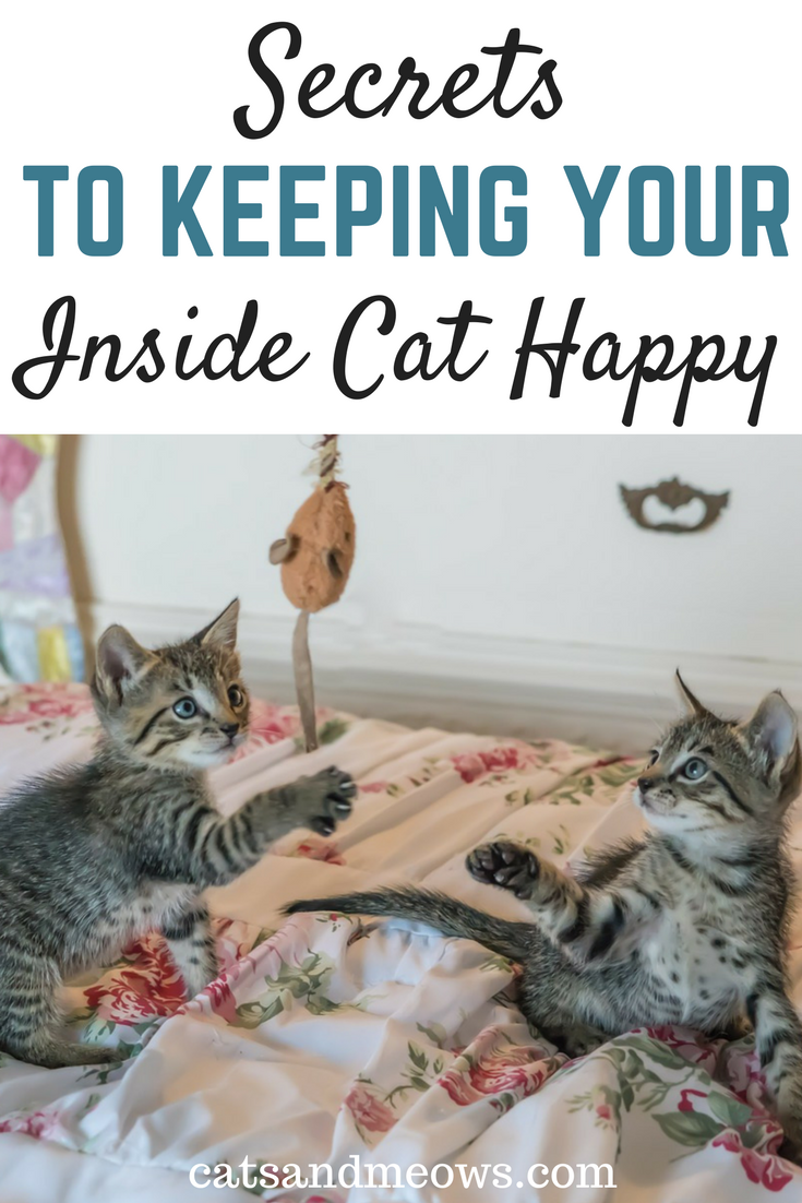Secrets-to-keeping-inside-cat-happy