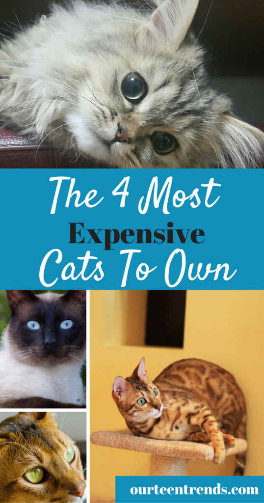 The Most Expensive Cats To Own Their Cost and Their Ongoing Needs