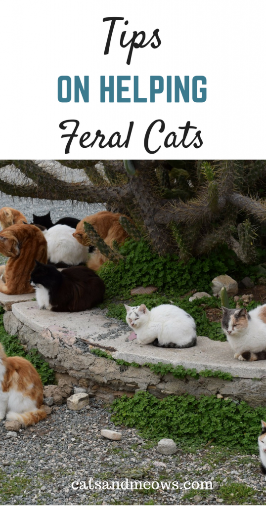 How To Help Feral Cats The Ways You Can Help our Homeless Furry